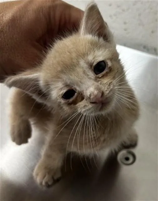 A baby small-sized male Domestic Short Hair cat named Marmalade for adoption in San Bernardino, CA