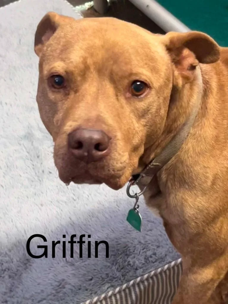 Griffin
