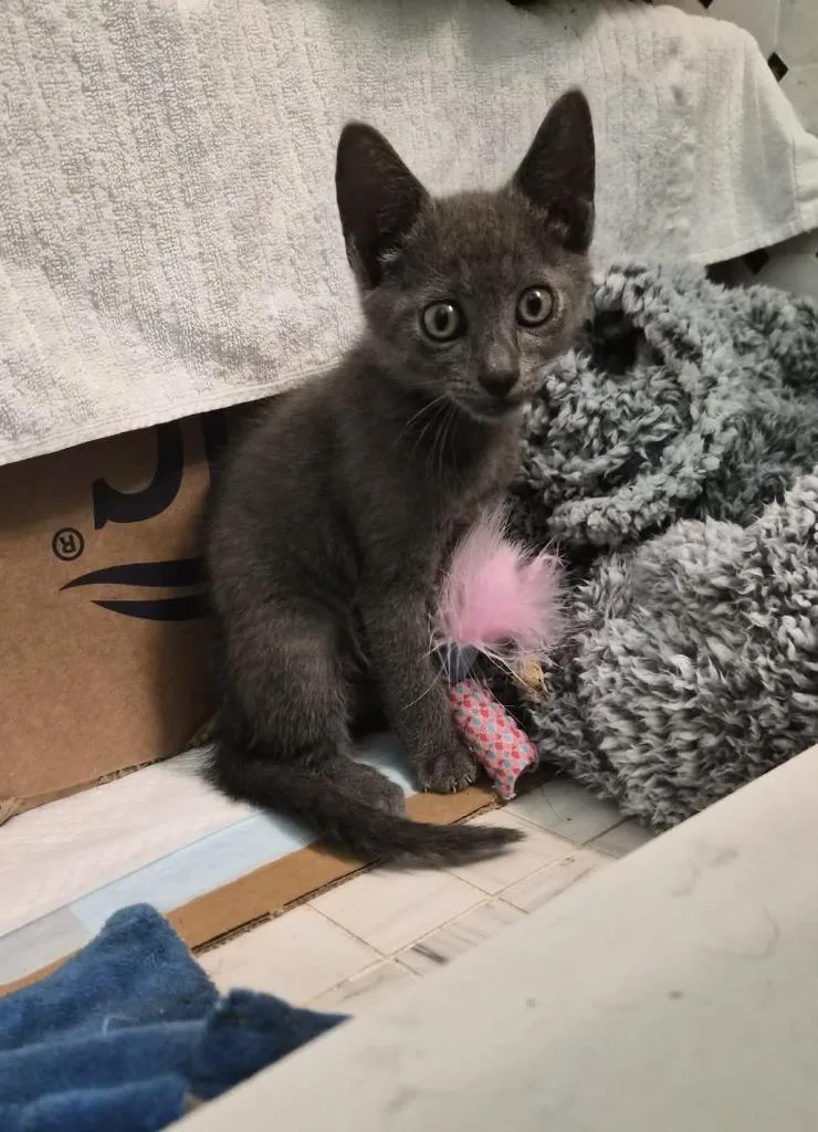 A baby small-sized male Russian Blue cat named Anchovy for adoption in Orlando, FL