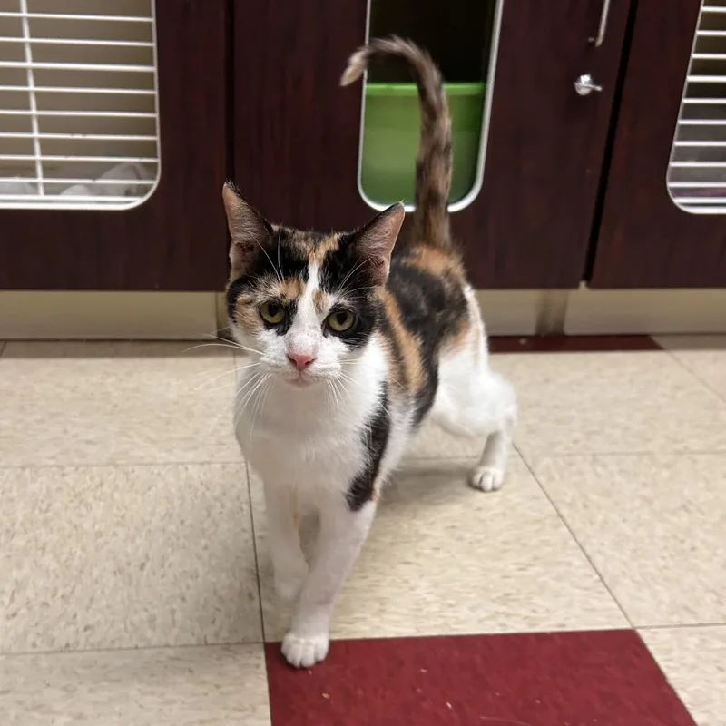A young medium-sized female White Domestic Short Hair cat named Daisy for adoption in Waynesboro, PA