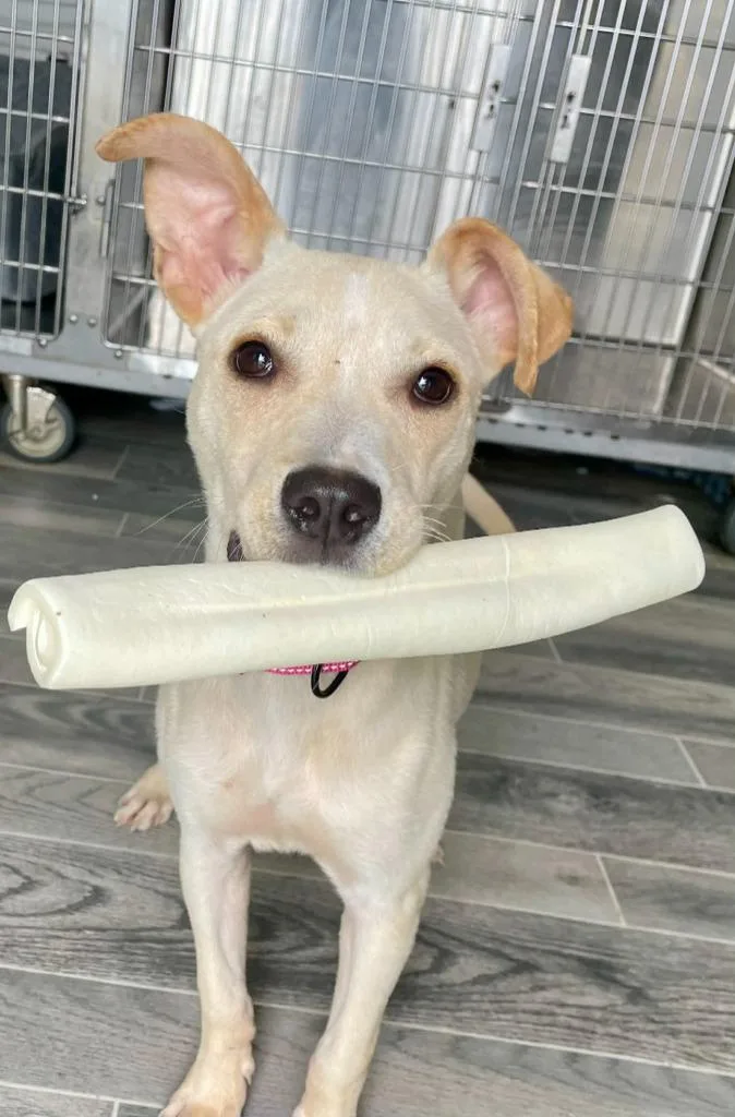 A baby medium-sized female Labrador Retriever dog named Babette for adoption in Nashville, GA