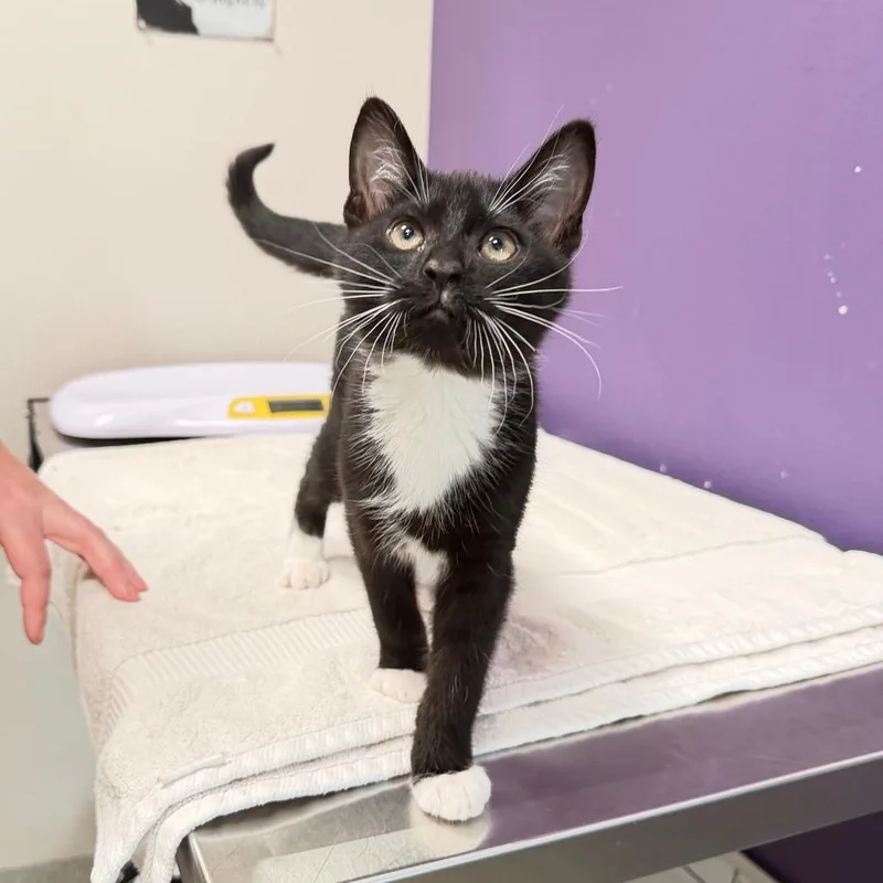 A baby small-sized male Domestic Short Hair cat named Nyx for adoption in Englewood, FL