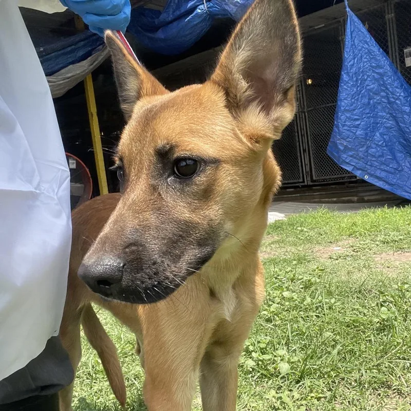 A young medium-sized female Brown / Chocolate Shepherd dog named Cabana for adoption in Edinburg, TX