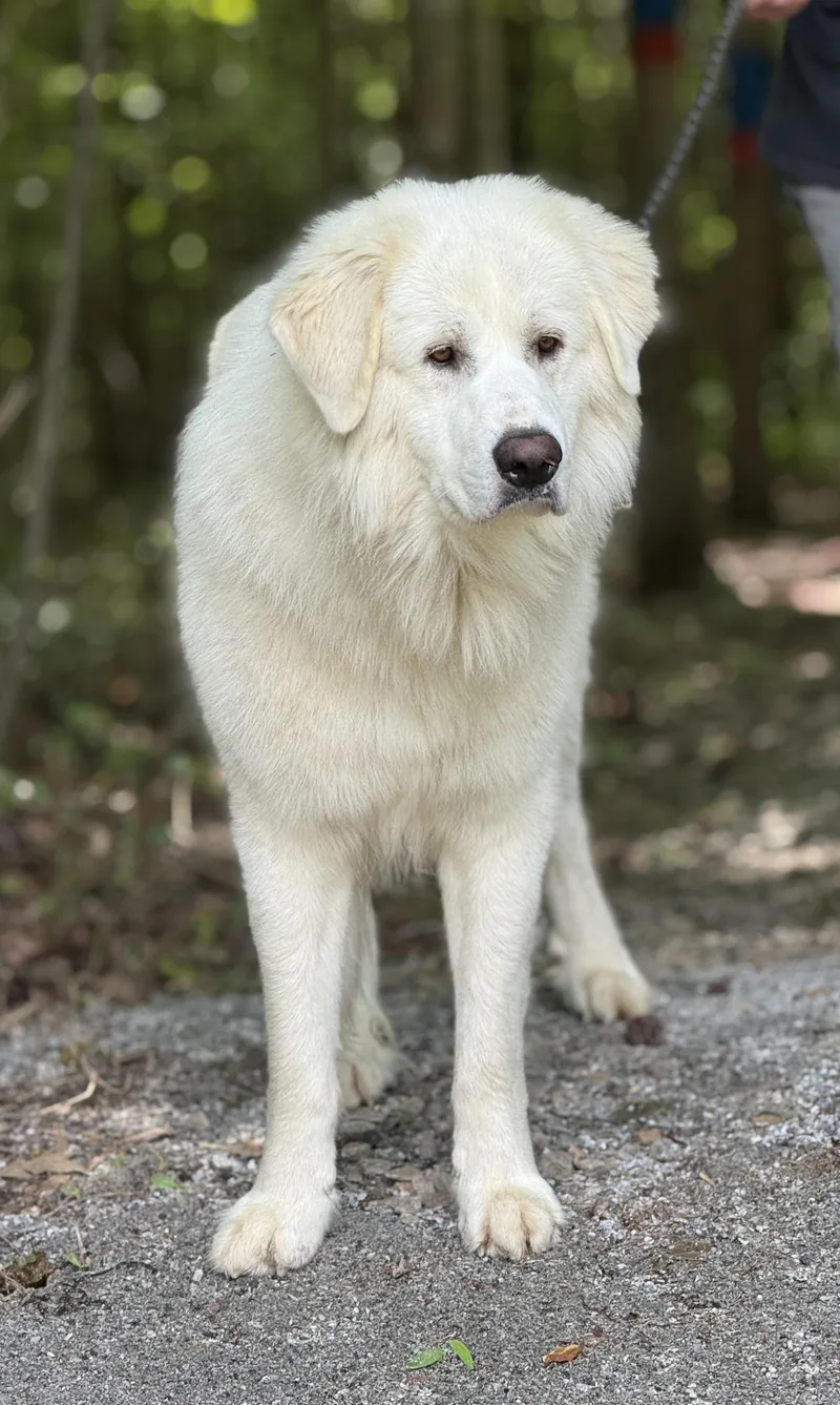 An adult large-sized male White / Cream Great Pyrenees dog named Walt for adoption in Meherrin, VA