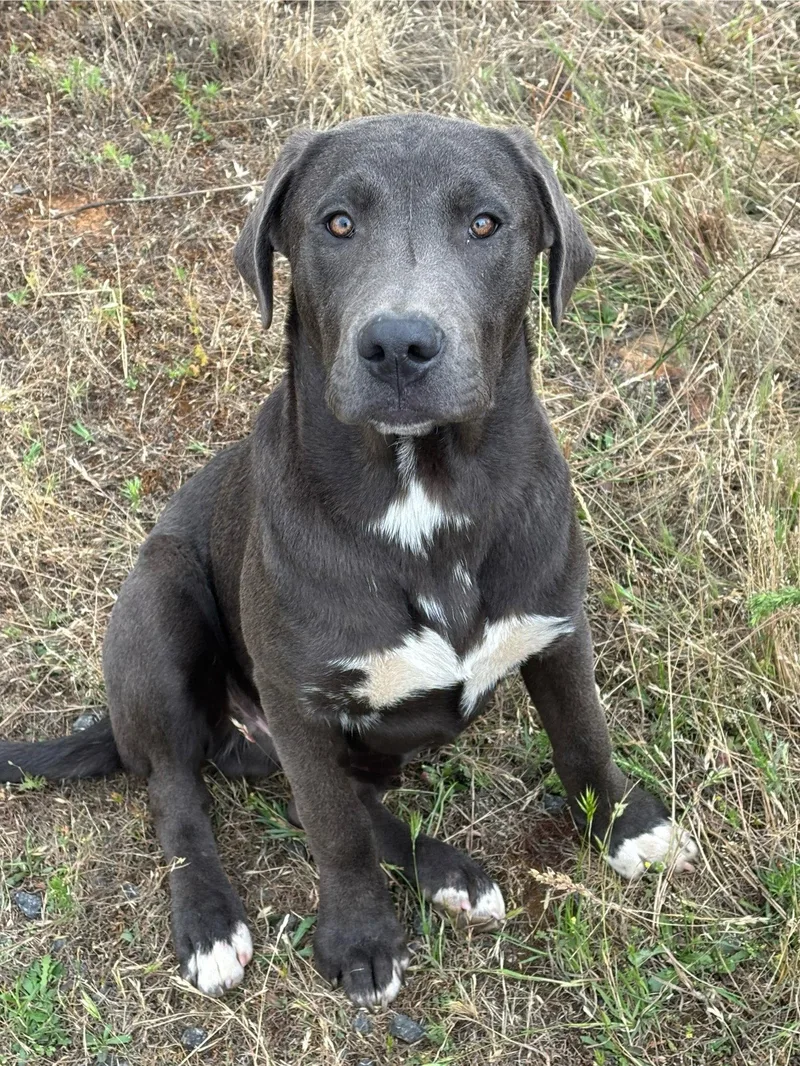 A young large-sized male Labrador Retriever dog named Blue for adoption in Milpitas, CA