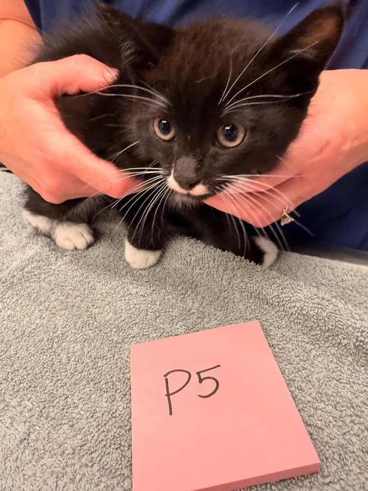A baby small-sized male Black & White / Tuxedo Domestic Short Hair cat named South for adoption in Vancouver, WA
