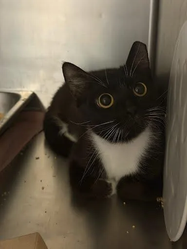 An adult medium-sized female Domestic Short Hair cat named Eve for adoption in Washington, DC