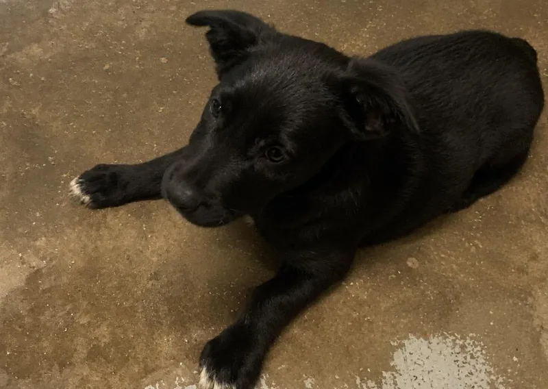 A baby small-sized female Shepherd dog named Glory for adoption in Beebe, AR
