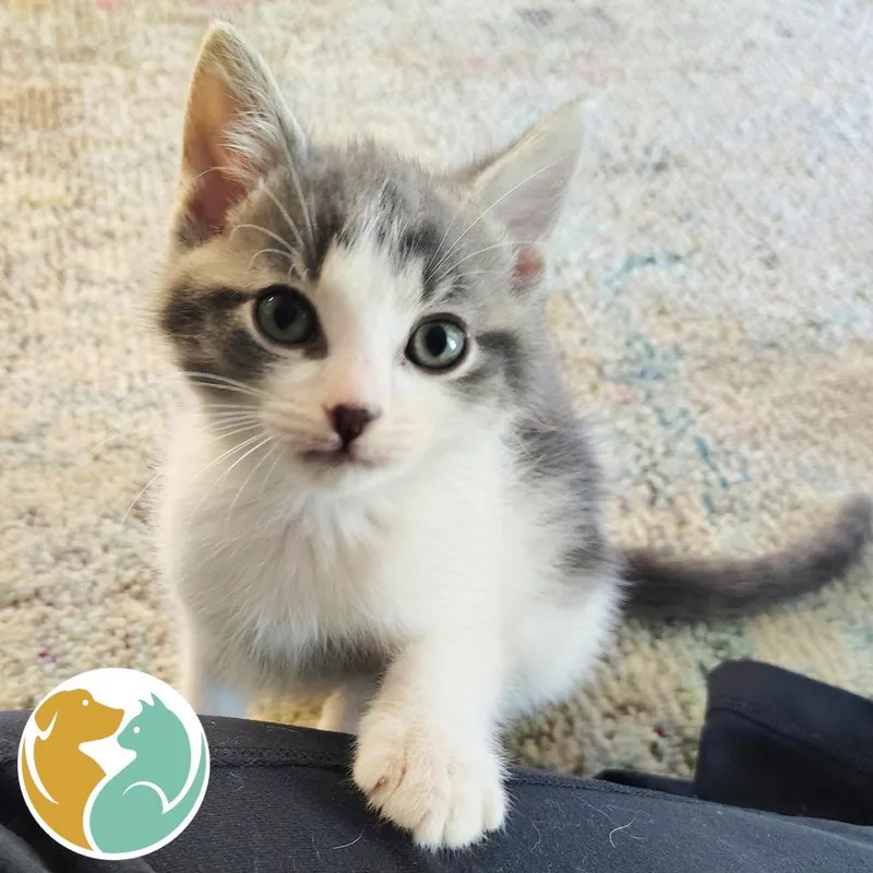 A baby small-sized male Gray / Blue / Silver Domestic Short Hair cat named Baby Face for adoption in Toledo, OH
