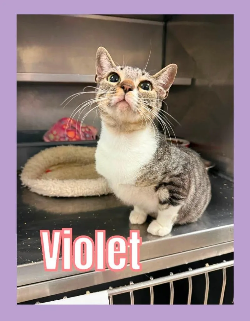 A young medium-sized female Domestic Short Hair cat named Violet for adoption in Bossier City, LA