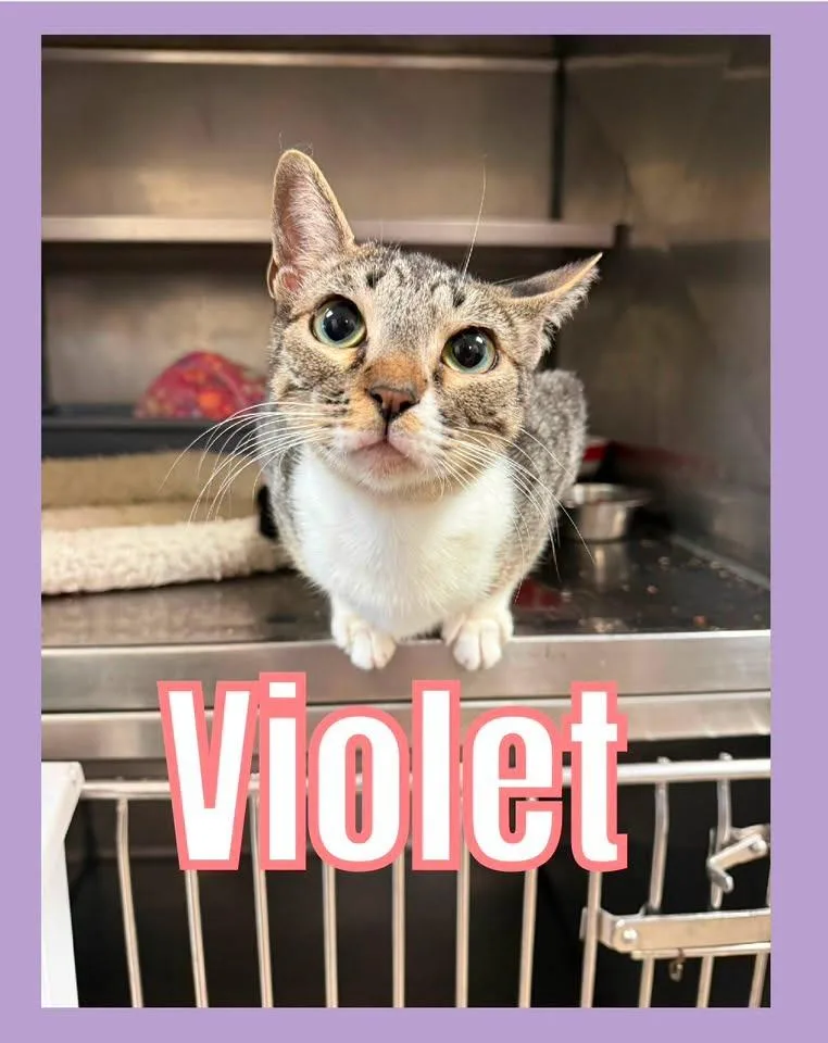Violet thumbnail 2