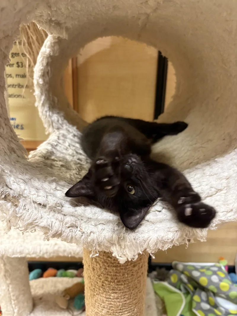 A baby medium-sized female Domestic Short Hair cat named Luella for adoption in Yardley, PA