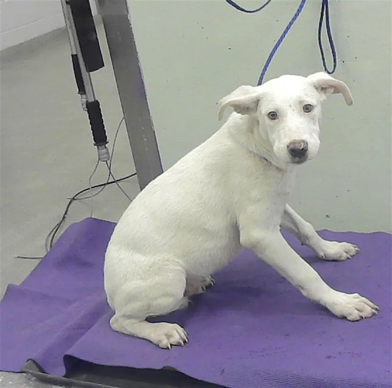 A baby small-sized female German Shepherd Dog dog named Kitana for adoption in Houston, TX