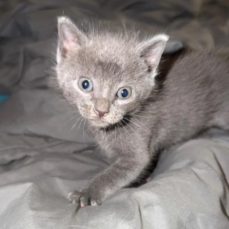 A baby small-sized male Gray / Blue / Silver Domestic Short Hair cat named Olaf for adoption in Pensacola, FL