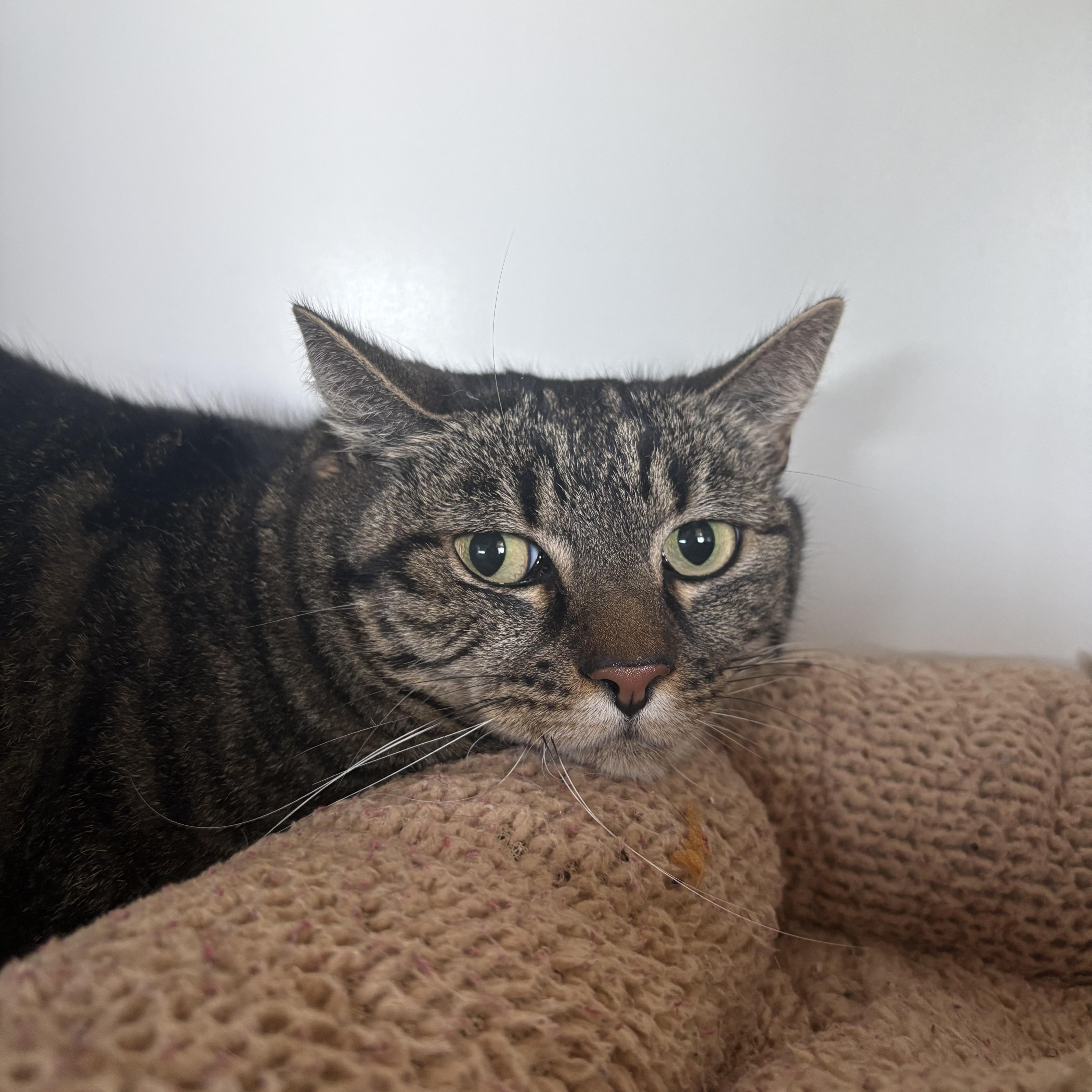 An adult medium-sized female Tabby (Brown / Chocolate) Domestic Short Hair cat named Vida for adoption in Grass Valley, CA
