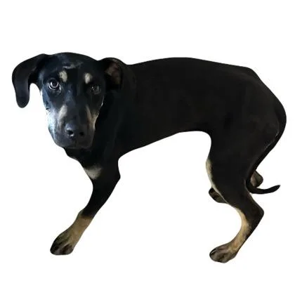 A young medium-sized female Doberman Pinscher dog named Alley for adoption in Red Bluff, CA