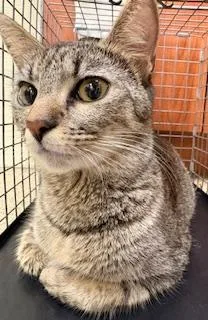 A young medium-sized female Domestic Short Hair cat named Fancy for adoption in Fort Myers, FL