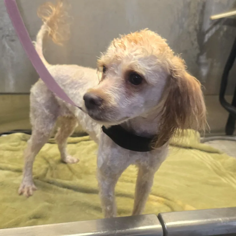 A baby small-sized male White / Cream Miniature Poodle dog named Rudy for adoption in Athens, AL