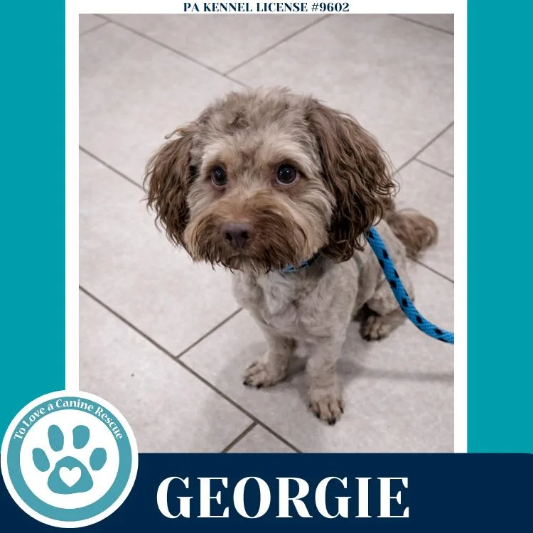 An adult small-sized male Shih Tzu dog named Georgie for adoption in Kimberton, PA
