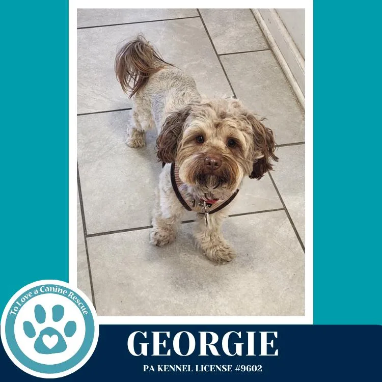 Georgie thumbnail 2