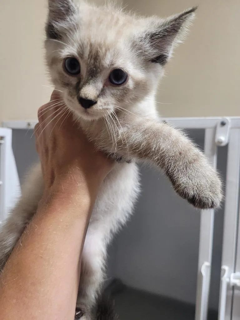 A baby small-sized female Domestic Short Hair cat named Juniper for adoption in Huntsville, TX