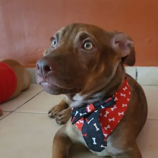 A young medium-sized male Brown / Chocolate Vizsla dog named Adan Alexander for adoption in Rio Grande, PR
