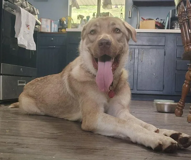 A young large-sized male Yellow / Tan / Blond / Fawn Anatolian Shepherd dog named Jabba for adoption in St. Clairsville, OH