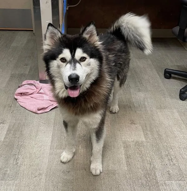 An adult large-sized male Siberian Husky dog named Paco for adoption in San Diego, CA