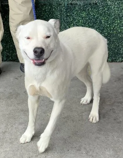 An adult medium-sized female White / Cream Mixed Breed dog named Matilda for adoption in El Paso, TX