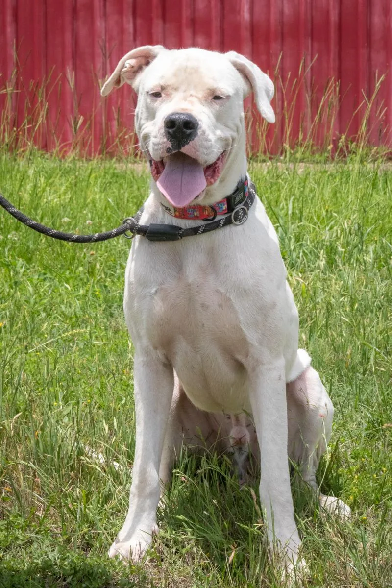 An adult large-sized male White / Cream Dogo Argentino dog named Pepine for adoption in La Grange, TX