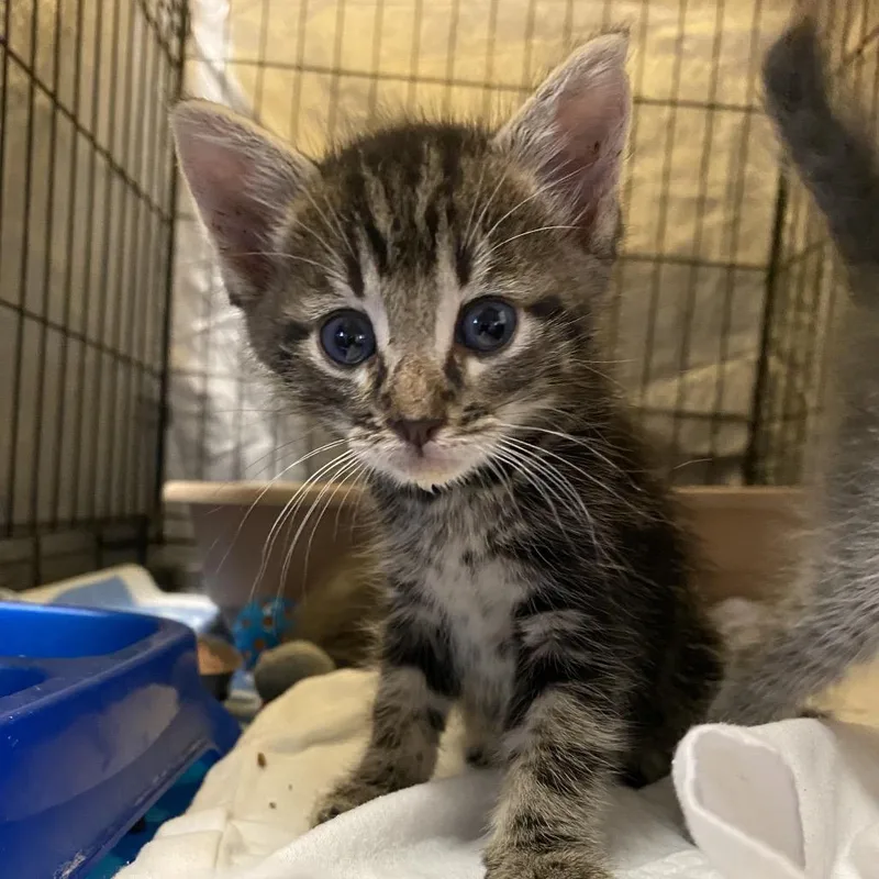 A baby small-sized male Brown / Chocolate Domestic Short Hair cat named Toothpick for adoption in Stephenville, TX