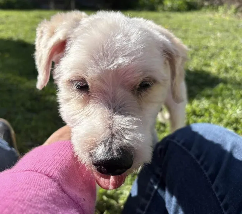 A senior small-sized male Miniature Schnauzer dog named Gizmo for adoption in Whitewater, WI