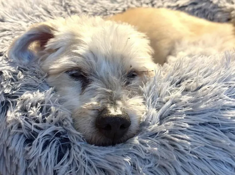 Gizmo thumbnail 3
