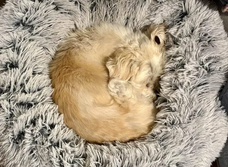 Gizmo thumbnail 5