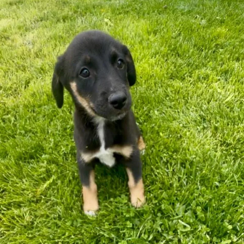 Hershey aka Ridoc