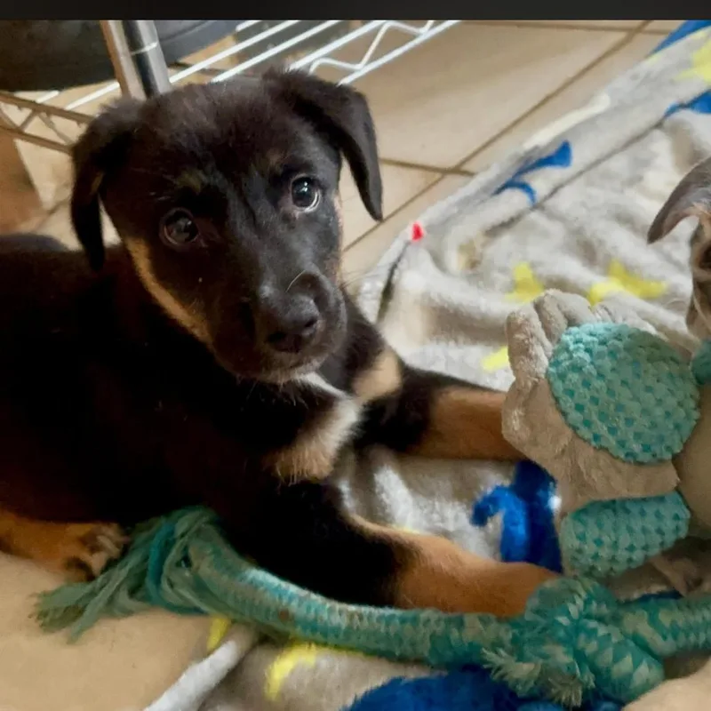 Hershey aka Ridoc thumbnail 2