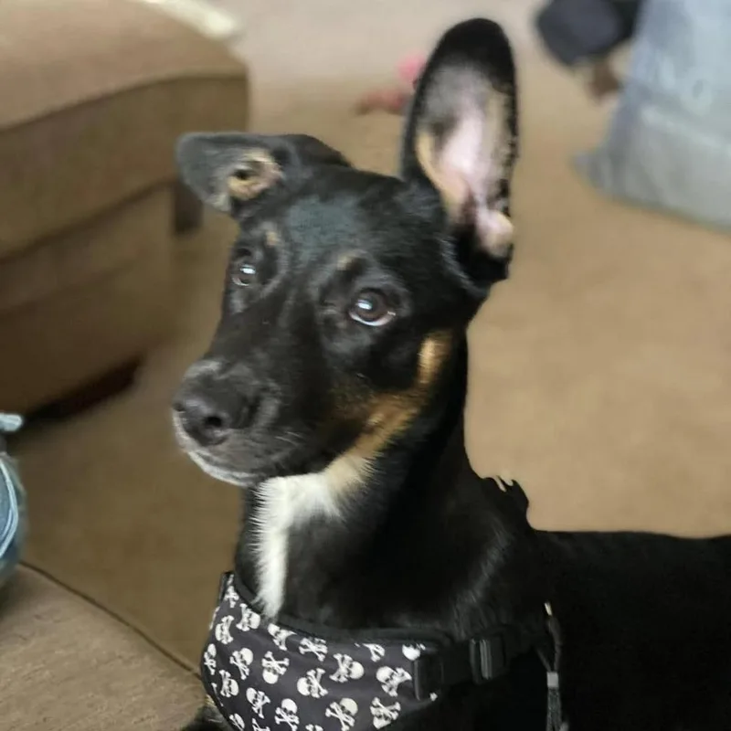 Hershey aka Ridoc thumbnail 3