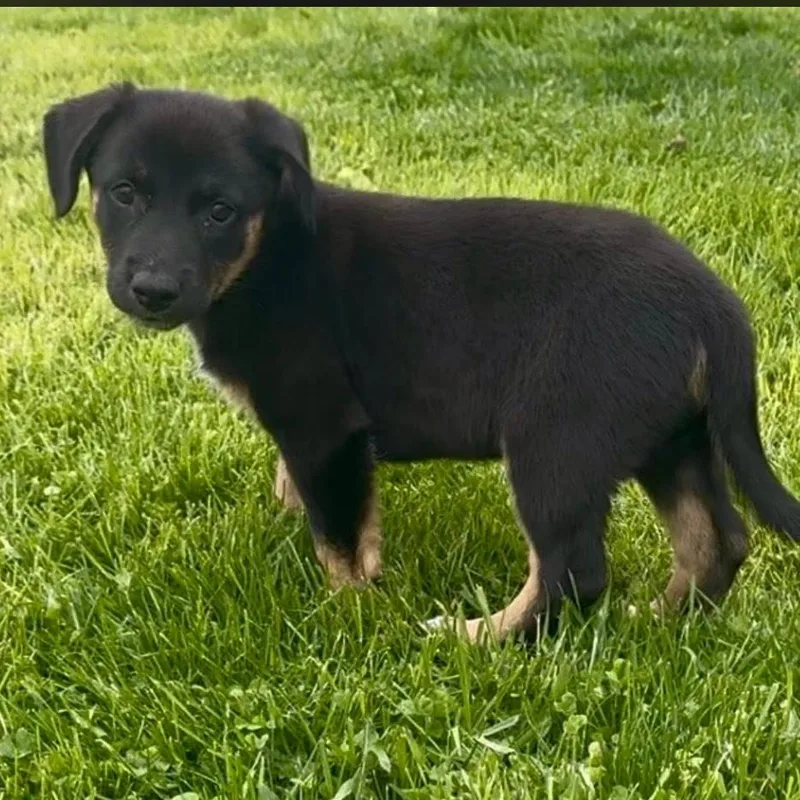 Hershey aka Ridoc thumbnail 4