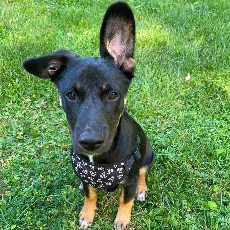 Hershey aka Ridoc thumbnail 6