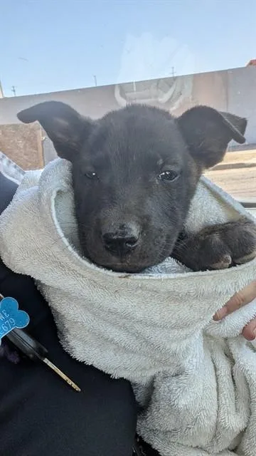 A baby large-sized female Catahoula Leopard Dog dog named Cuddlebug for adoption in Phoenix, AZ