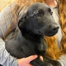 A baby medium-sized male Black Labrador Retriever dog named Gummy Bear for adoption in Cumberland, RI