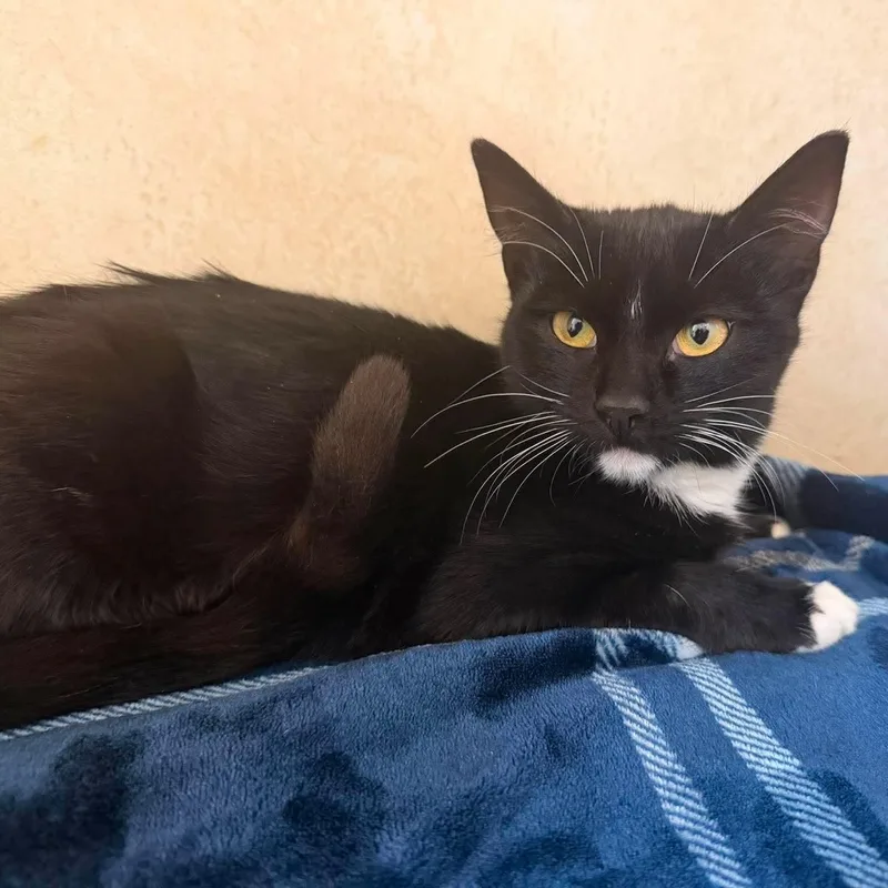 A young medium-sized female Black & White / Tuxedo Domestic Short Hair cat named Toodles for adoption in Canon City, CO