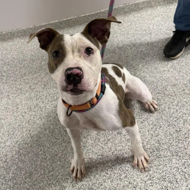 A young medium-sized male White / Cream Mixed Breed dog named Jax for adoption in Youngstown, OH