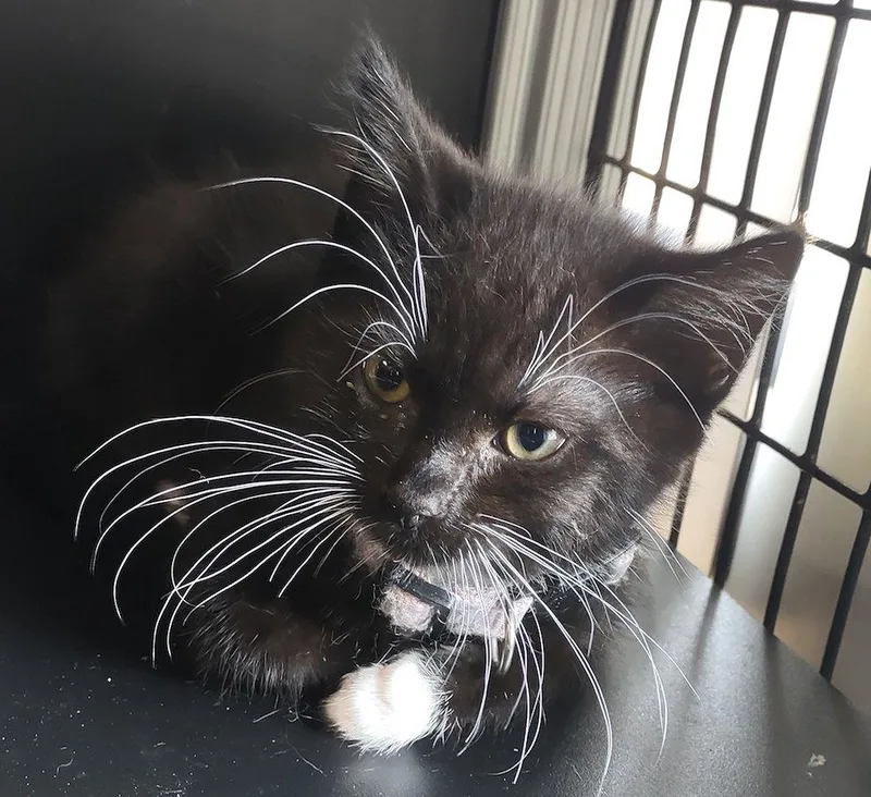A baby medium-sized male Black & White / Tuxedo Domestic Short Hair cat named Dumbledore for adoption in Albemarle, NC