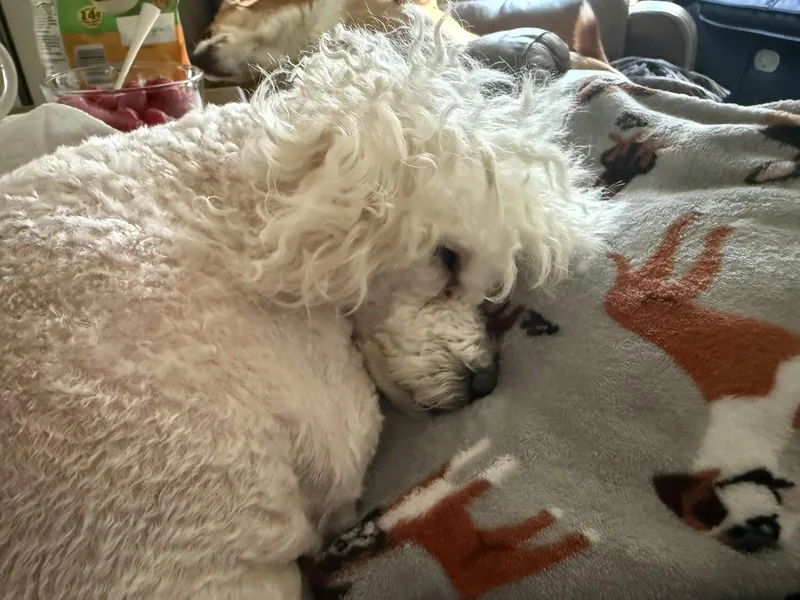 Daisy