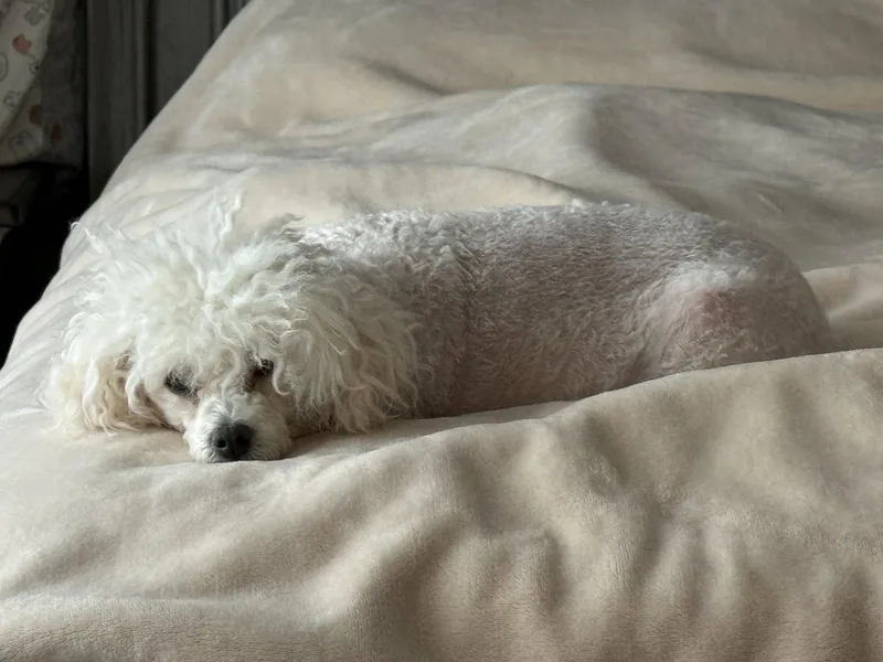 Daisy thumbnail 3