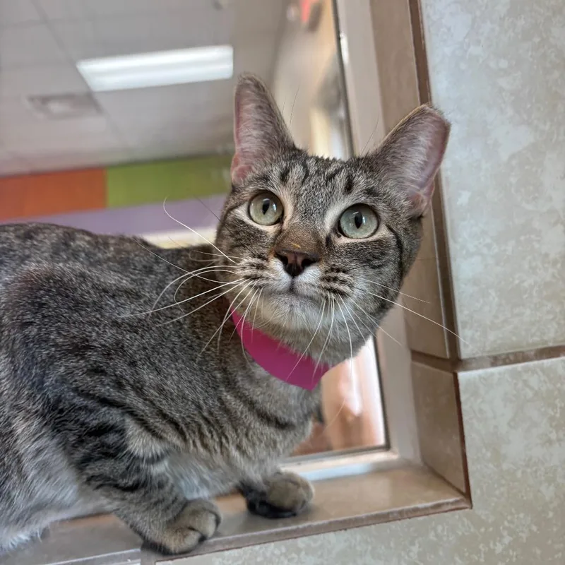 A young medium-sized female Brown / Chocolate Domestic Short Hair cat named Cinderella for adoption in Albuquerque, NM
