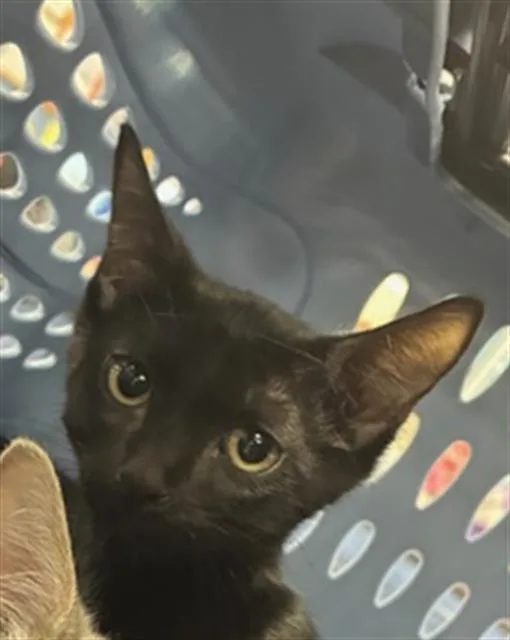 A baby small-sized male Domestic Short Hair cat named A for adoption in Palmetto, FL