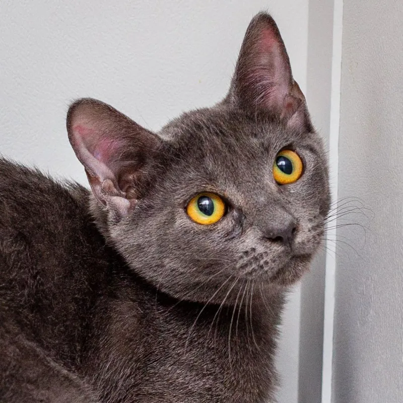 A baby small-sized female Gray / Blue / Silver Domestic Short Hair cat named Mirage for adoption in Hattiesburg, MS