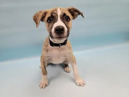 A baby large-sized male American Staffordshire Terrier dog named Graham for adoption in Coon Rapids, MN